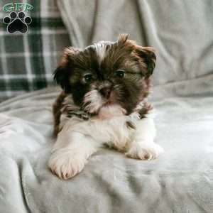 Zena, Shih Tzu Puppy
